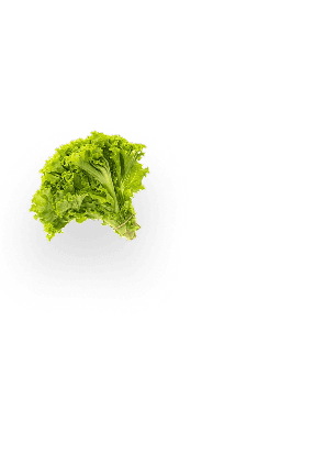 Lettuce